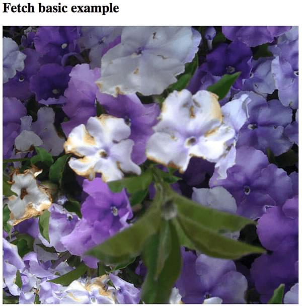 Überschrift lautet fetch basic example mit einem Foto von violetten Blumen