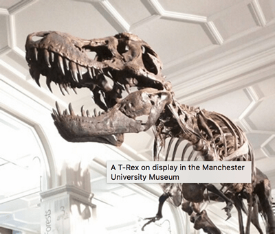 Das Dinosaurierbild, mit einem Tooltip-Titel darüber, der "Ein T-Rex im Museum der Universität Manchester" sagt