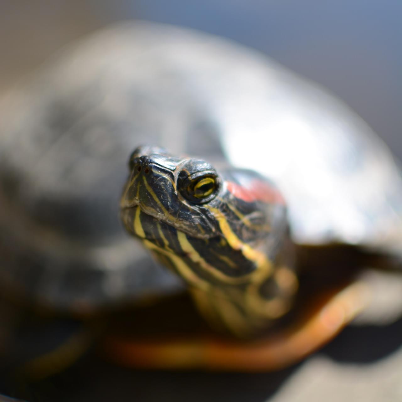 Eine Rotwangen-Schmuckschildkröte.