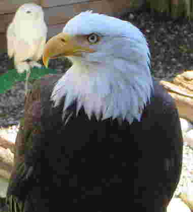 Bald eagle photo with blotchy resolution.